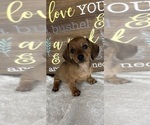 Daisey - Female Dachshund Puppy for Sale - Photo #5
