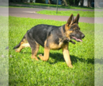 Small German Shepherd Dog