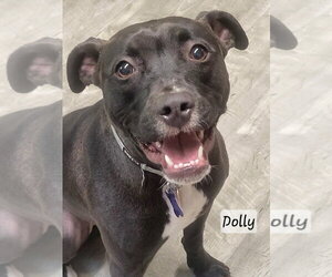 Dolly - Female American Staffordshire Terrier-Unknown Mix Dog for Adoption - Photo #11