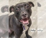 Small Photo #11 American Staffordshire Terrier-Unknown Mix Puppy For Sale in Ellijay, GA, USA