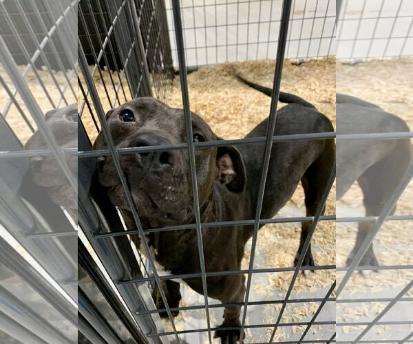 Medium Photo #16 American Staffordshire Terrier-Labrador Retriever Mix Puppy For Sale in Princeton, MN, USA