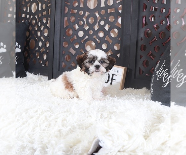 Medium Photo #1 Shih Tzu Puppy For Sale in MOUNT VERNON, OH, USA