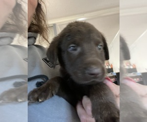 Labrador Retriever Puppy for sale in OSYKA, MS, USA