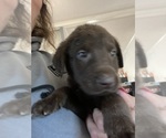 Image preview for Ad Listing. Nickname: Purple collar