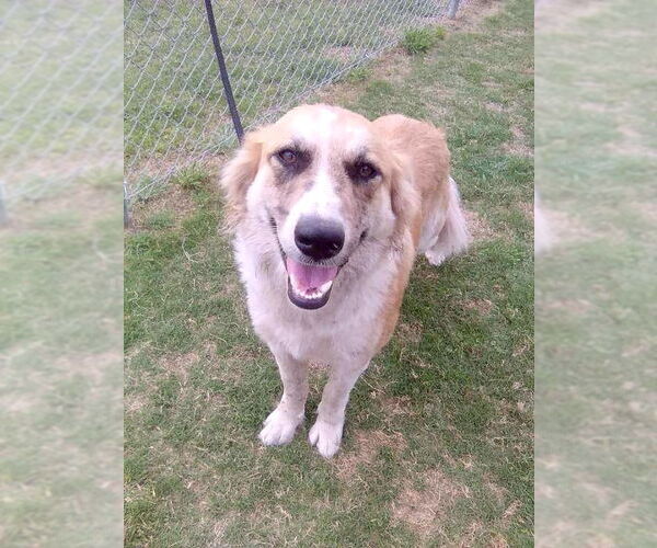Medium Photo #3 Great Pyrenees Puppy For Sale in Spring, TX, USA