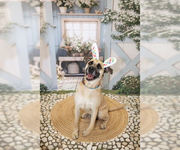 Medium Photo #5 Great Dane-Unknown Mix Puppy For Sale in Corpus Christi, TX, USA