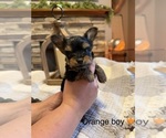 Small #7 Yorkipoo
