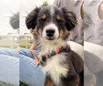 Small #2 Australian Shepherd Mix