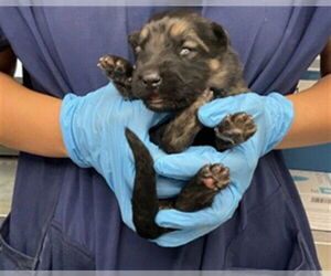German Shepherd Dog Dogs for adoption in San Bernardino, CA, USA
