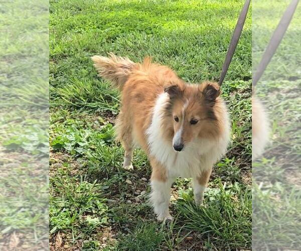 Medium Photo #1 Jack Russell Terrier-Shetland Sheepdog Mix Puppy For Sale in NEWBERRY, IN, USA