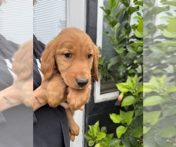 Medium Photo #3 Golden Retriever Puppy For Sale in CHAMPIONS GATE, FL, USA