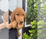Small #2 Golden Retriever