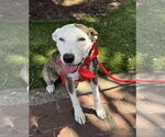 Small #4 American Pit Bull Terrier Mix