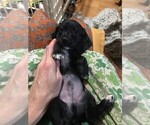 Small Photo #9 Dachshund Puppy For Sale in LAKEBAY, WA, USA