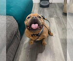 Small #3 Bulldog Mix
