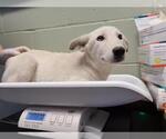 Small Siberian Husky Mix
