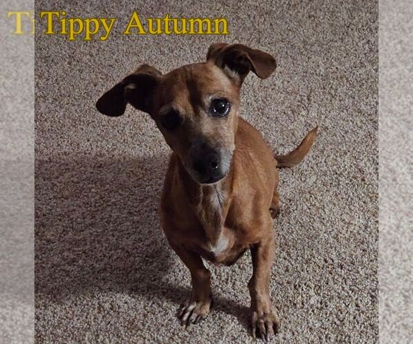 Medium Photo #15 Dachshund Puppy For Sale in San Antonio, TX, USA