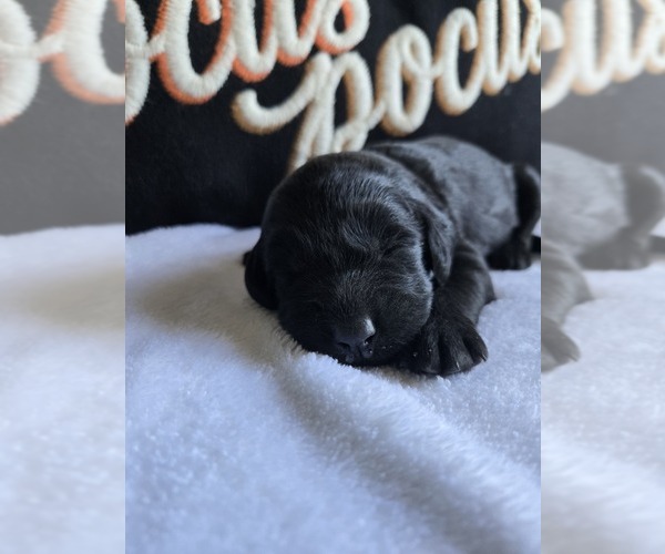 Medium Photo #1 Labradoodle Puppy For Sale in WILLIAMSTOWN, KY, USA