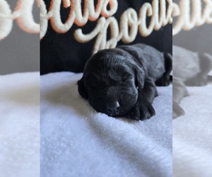 Labradoodle Puppy for sale in WILLIAMSTOWN, KY, USA