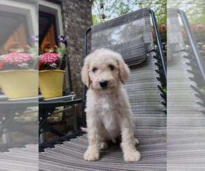 Aussiedoodle Puppy for sale in SHELBY, NC, USA