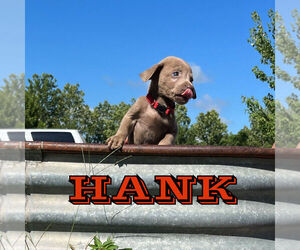 Labrador Retriever Puppy for sale in MARSHFIELD, MO, USA