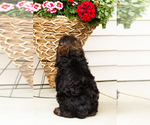 Small #5 Cocker Spaniel-Poodle (Miniature) Mix