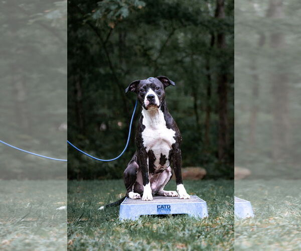 Medium Photo #10 American Pit Bull Terrier-American Staffordshire Terrier Mix Puppy For Sale in Caribou, ME, USA