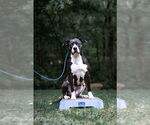 Small #9 American Pit Bull Terrier-American Staffordshire Terrier Mix