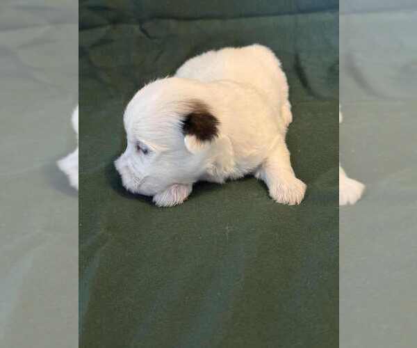 Medium Photo #16 Coton de Tulear Puppy For Sale in TIMBER, OR, USA