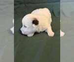 Small Photo #16 Coton de Tulear Puppy For Sale in TIMBER, OR, USA