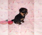 Small #8 Shih Tzu