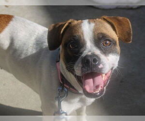 Mutt Dogs for adoption in Martinez, CA, USA