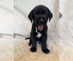 Small #1 Great Dane