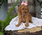 Small Photo #35 Cavapoo Puppy For Sale in GOSHEN, IN, USA