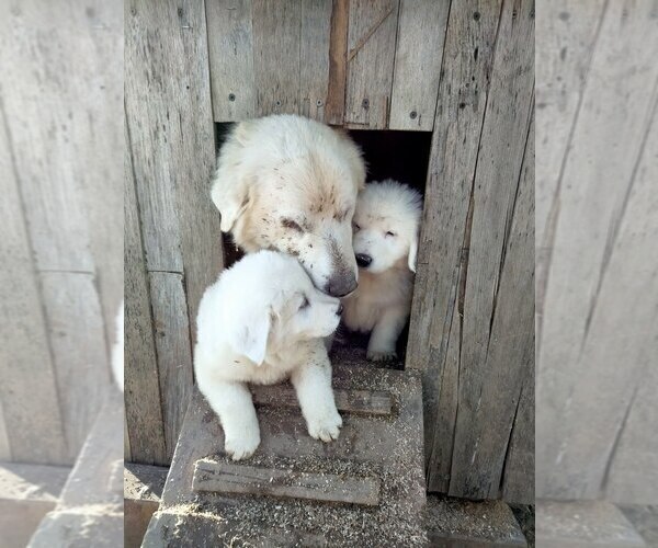 Medium Photo #3 Great Pyrenees Puppy For Sale in LINCOLN, CA, USA