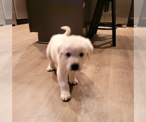 Great Pyrenees Puppy for sale in LEXINGTON, KY, USA
