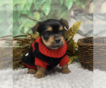 Small Shorkie Tzu