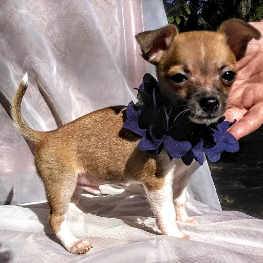 Medium Photo #3 Chihuahua Puppy For Sale in MOUNT DORA, FL, USA