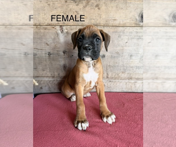 Medium Photo #11 Boxer Puppy For Sale in VERMONTVILLE, MI, USA