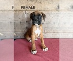 Litter of 9 - Male(s) and Female(s) BoxerLitter of Puppies for Sale - Photo #11