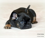 Small Photo #29 French Bulldog Puppy For Sale in WINNSBORO, TX, USA