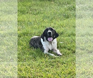 Fila Brasileiro Puppy for sale in ROSHARON, TX, USA