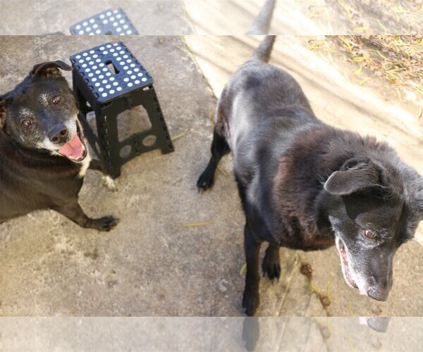 Medium Photo #2 Labrador Retriever Puppy For Sale in Jackson, MS, USA