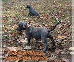 Small #6 American Pit Bull Terrier