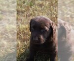 Puppy Pete Labrador Retriever