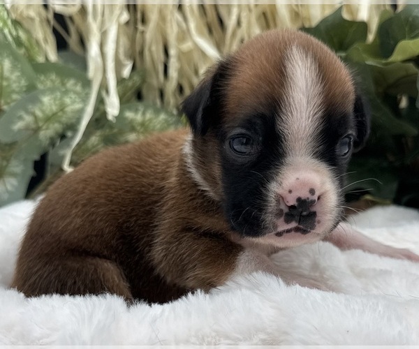 Medium Photo #4 Boxer Puppy For Sale in PAWNEE CITY, NE, USA