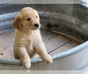 Golden Retriever Puppy for sale in PITTSBURG, TX, USA