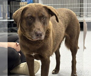 Chesador Dogs for adoption in Washington, DC, USA