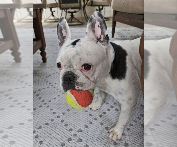 Medium Photo #12 French Bulldog Puppy For Sale in Oak Bluffs, MA, USA