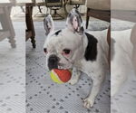 Small #11 French Bulldog
